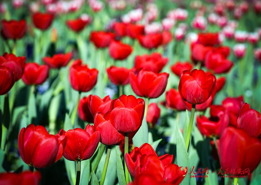 雄安悅?cè)莨珗@郁金香盛放。人民網(wǎng)宋燁文攝