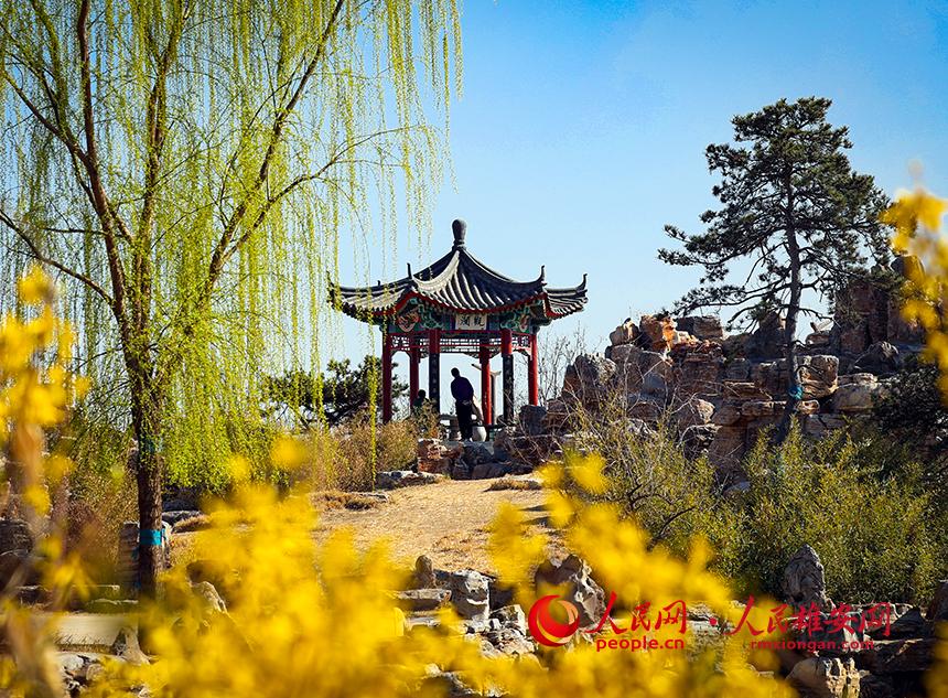 雄安郊野公園內(nèi)迎春花開，柳樹抽芽。人民網(wǎng)宋燁文攝