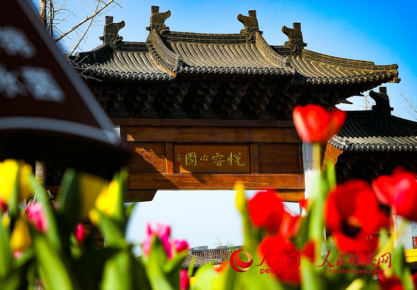 雄安悅?cè)莨珗@郁金香盛放。人民網(wǎng)宋燁文攝