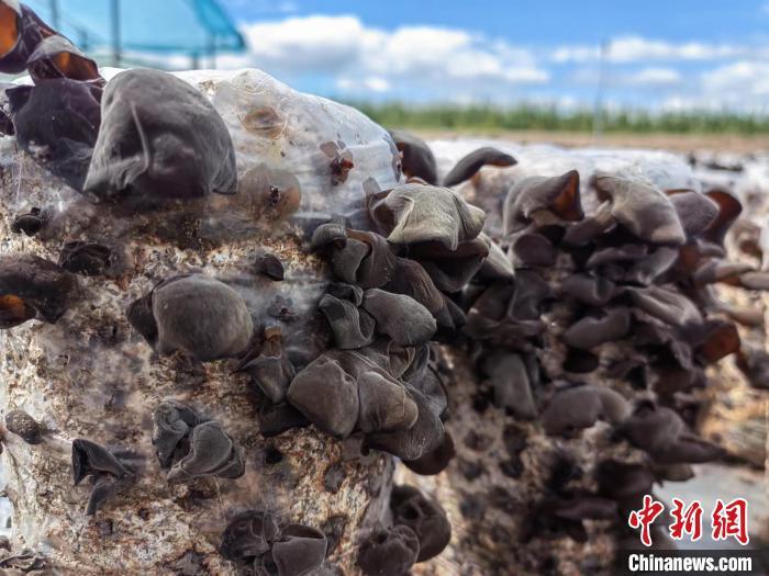 圖為阿榮旗的黑木耳。(資料圖) 謝宏秀供圖