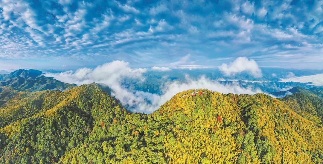 天天學(xué)習(xí)｜“林改小崗村”的故事